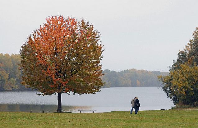 1312_1157 Herbstatmosphre in Hamburg Billstedt - bunter Herbstbaum am Ufer des Sees; das gegenberliegende Ufer verschwindet im Dunst des grauen Herbsttages. Ein Paar geht auf seinem Weg um den jendorfer See ber eine Wiese.