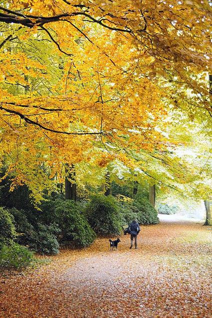 1469_1299 Waldweg im Herbst - Spaziergnger mit Hund auf dem laubbedeckten Weg unter Herbstbumen.