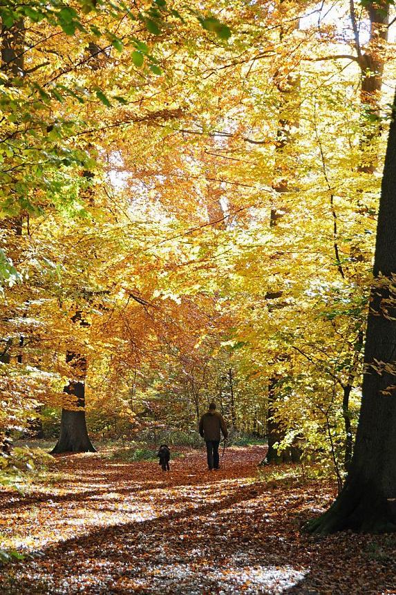 1483_1606 Ein Mann geht mit seinem Hund durch das Herbstlaub, das den Boden des Waldes bedeckt. Die Herbstsonne scheint durch das Laub der herbstlichen Bume.