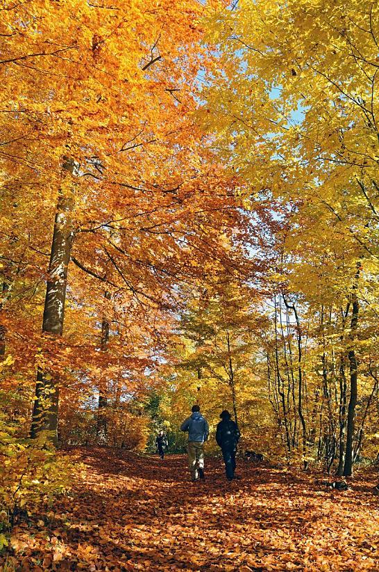 1596_1645 SpaziergngerInnen auf dem laubbedeckten Alsterwanderweg im Hamburger Stadtteil Poppenbttel - der Weg ist dicht mit abgefallenem Herbstlaub bedeckt. Die Herbstsonne scheint durch das goldgelbe und rostbraune Laub auf den Wanderweg. 