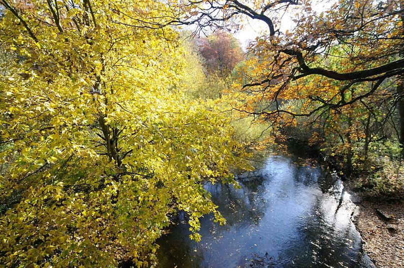 1667_1709 Laubbume stehen dicht bis an das Ufer der Alster - die Zweige hngen weit ber das Wasser des Hamburger Flusses - das Laub hat seine Herbstfrbung angenommen. Abgefallene Bltter schwimmen auf der Wasseroberflche alsterabwrts.  