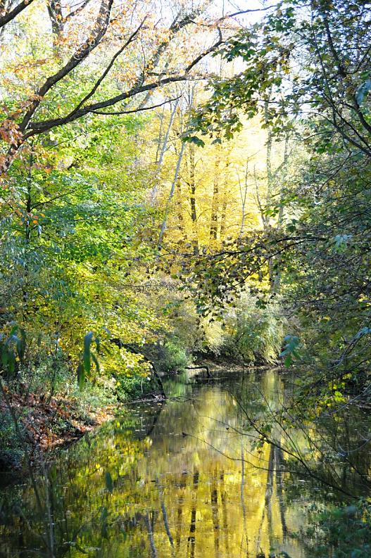 1677_1692 Die Herbstfarben der Bume, die am Ufer der Alster stehen, spiegeln sich im Wasser. Weit ragen die ste der Strucher und Laubbume ber das Wasser des Flusses, der im Stadtteil Wellingsbttel noch recht schmal ist. 