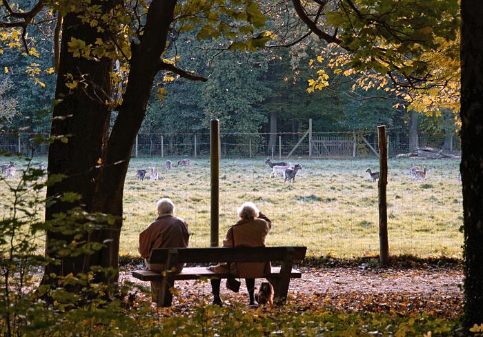 16_03829  zwei RentnerInnen sitzen auf einer Holzbank im Niendorfer Gehege unter Herbstbumen und blicken zum Wildgehege hinber. Hinter dem Zaun steht Damwild auf der Wiese - im Vordergrund ist der Weg und der Boden unter den Bumen dicht mit Herbstlaub bedeckt. l www.christoph-bellin.de