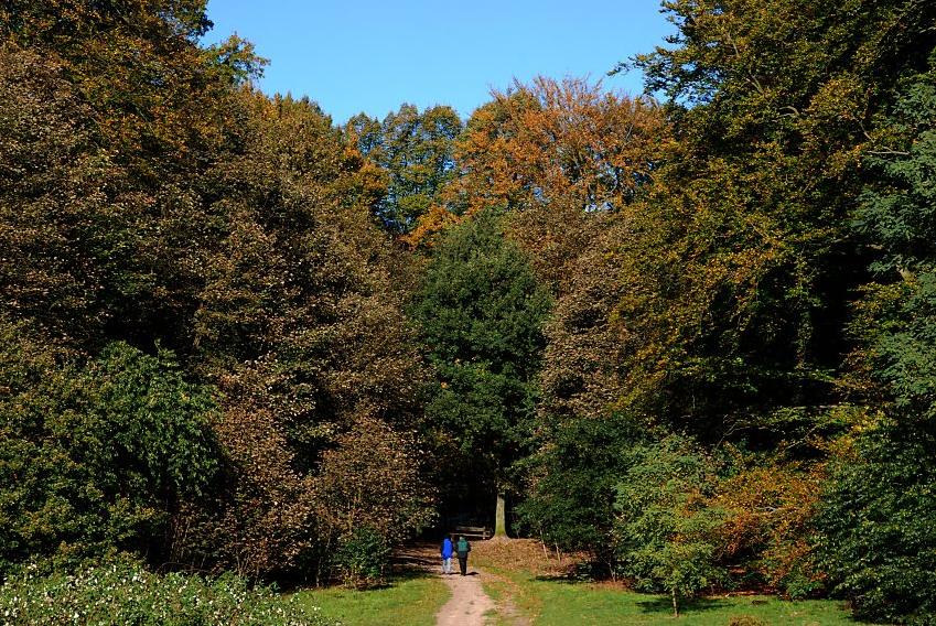 16_03834  sonniger Herbst im Wald von Hamburg Niendorf; der hohe alte Baumbestand hat eine herbstliche Frbung angenommen - zwei Spaziergnger nutzen den sonnigen Herbsttag mit strahlend blauem Himmel  und gehen ber einen Trampelpfad in den Herbstwald.   www.christoph-bellin.de