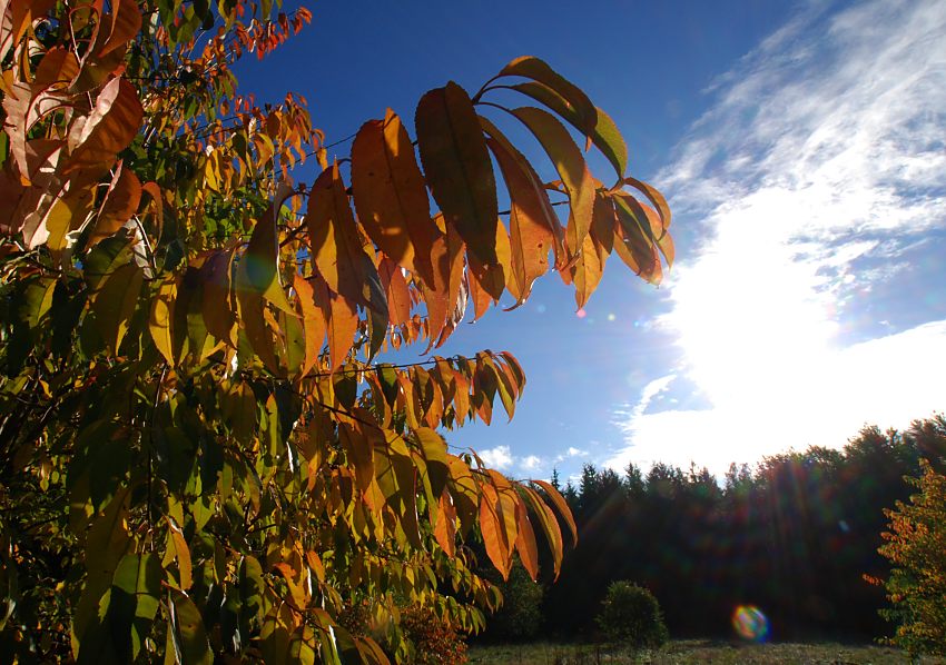 16_03838  rtlich-braunes Herbtlaub im Gegenlicht der Herbstsonne - im Hintergrund hohe Tannen im Niendorfer Gehege.  www.christoph-bellin.de