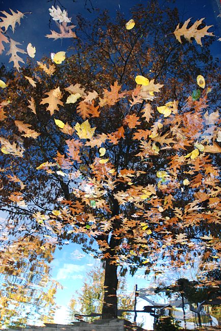 16_038154  Herbstlaub schwimm im Wasser - ein grosser Ahornbaum mit gelben Blttern spiegelt sich. www.christoph-bellin.de