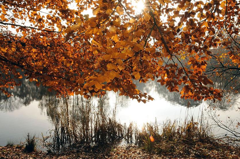 1740_2621 Die niedrig stehende Herbstsonne scheint auf die herbstlich gefrbten Bltter einer Buche am Ufer des Alhorndiek-Teichs. 