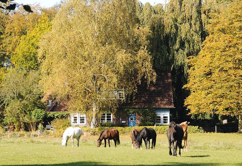 1791_9380 Pferde stehen in der Herbstsonne auf einer Wiese und grasen - zwischne hohen Bumen, deren Laub Herbstfarben trgt steht ein Wohnhaus mit Ziegeldach und blauer Eingangstr.