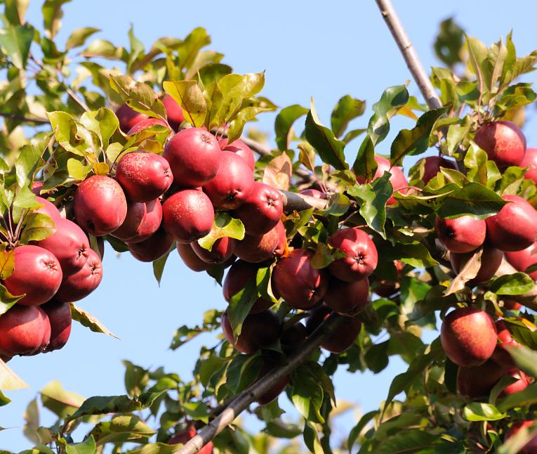 1899_7698 Es ist Herbstzeit - die pfel sind reif! Am Ast eines Apfelbaumes in den Hamburger Vierlanden hngen leuchtend rote pfel; der Obstbaum verspricht eine reiche Ernte.