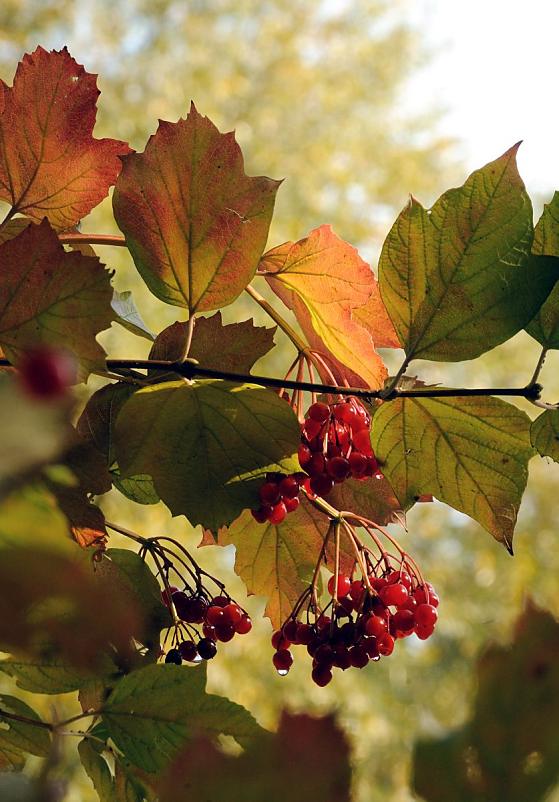 812_9395 Die Bltter eines Strauchs frben sich rtlich - die roten Frchte hngen in Dolden zwischen den Herbstblttern.