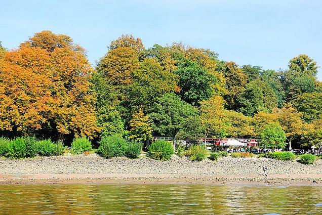 918_0638 Herbstbume am Hamburger Elbufer - am Elbwanderweg in Hamburg Othmarschen liegt ein Caf mit Blick auf die Elbe; die Gste sitzen unter Bumen und beobachten den Schiffsverkehr auf dem Fluss. 
