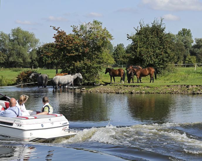 Ein Motorboot fhrt auf der Doveelbe; die Bootsinsassen sitzen in der Sonne. Am Flussufer steht eine Pferdeherde im Wasser und auf der Weide. Fotografien aus Hamburg Bergedorf - Motorboot und Herde Pferde, Dove Elbe