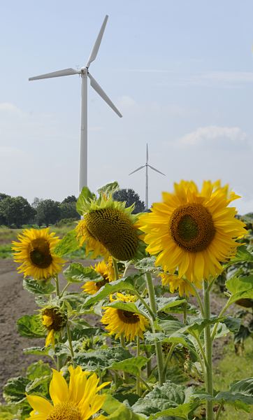 Fotografie - Windkraft, Sonnenblumen   Sonnenblumen blhen auf einem Feld in den Hamburger Vier- und Marschlanden. Im Hinter- grund die Rotorbltter von Windkraft - Anlagen