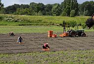 17_21653 junge Salatpflanzen werden von Hand auf einem Feld in Hamburg Moorfleet gesetzt - die Feldarbeiter knien vor den Kisten mit den jungen Kulturpflanzen und setzen sie in den vorbereiteten Boden. Ein Trecker steht mit weiteren Setzlingen bereit. www.hamburg-fotograf.com