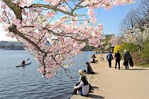 2748 Kirschzweig mit rosa Bl�ten an der Hamburger Binnenalster. Auf der Ufermauer der Binnenalster sitzen HamburgerInnen und geniessen den Ausblick auf Hamburgs City. Die Japanische Bl�tenkirsche (Prunus serrulata), auch Orientalische Kirsche oder Ostasiatische Kirsche genannt, ist eine Pflanzenart aus der Gattung Prunus in der Familie der 