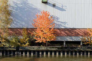 6986 Herbst im Hamburger Hafen - bunte Herbstbume vor einem Lagerhaus im Peutekanal von Hamburg Veddel.