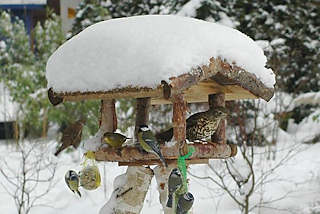 74_1002 Vogelfütterung im Winter - das Dach vom Vogelhaus ist mit hohem Schnee bedeckt. Meisen hängen an den Meisenknödeln und Fettnüssen und fressen die spezielle Winternahrung; Ein Spatz setzt zur Landung an, während eine Drossel und ein Grünfink im Futterhaus sitzen. Wintermotive aus 