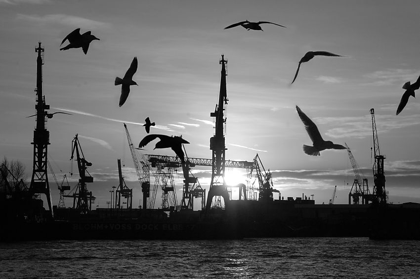 011_15374 die Silhouette von fliegenden Mwen im Gegenlicht der untergehenden Sonne ber dem Hamburger Hafen. Im Hintergrund die Krne der Werft von Blohm & Voss.   www.fotograf-hamburg.de
