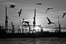011_15374 die Silhouette von fliegenden Möwen im Gegenlicht der untergehenden Sonne über dem Hamburger Hafen. Im Hintergrund die Kräne der Werft von Blohm & Voss.   ©www.fotograf-hamburg.de