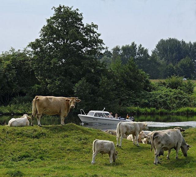 011_26061  Motorboot auf der Dove-Elbe; der Nebenarm der Elbe wurde schon 1437/38 durch einen Deich von der Unterelbe abgetrennt. Die Dove-Elbe fliesst durch die Vier- und Marschlande des Hamburger Bezirks Bergedorf. Eine Herde Khe mit Klbern stehen auf der Wies am Ufer vom Hamburger  Fluss.   www.christoph-bellin.de