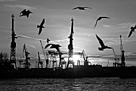 011_15374 die Silhouette von fliegenden Möwen im Gegenlicht der untergehenden Sonne über dem Hamburger Hafen. Im Hintergrund die Kräne der Werft von Blohm & Voss.  