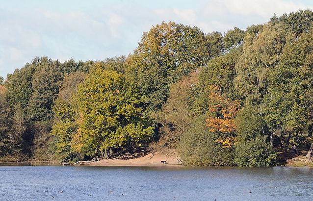 1042_9612 Blick ber den Kupferteich von Hamburg Lemsahl-Mellingstedt; die Bume des Waldes, der sich bis an die Ufer des Sees erstrecken sind teilweise herbstlich gefrbt. Ein einzelner freilaufender Hund steht am Strand am Wasser. 