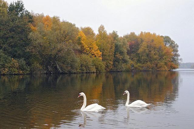 1298_1145 Die Bume der bewaldeten Insel im jendorfer See haben ihre Herbstfarben angelegt - diesig-grauer Herbstag in Hamburg jendorf. Zwei Schwne schwimmen auf dem Wasser.