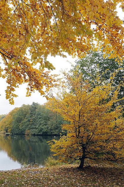 1326_1310 Herbst in Hamburg Bramfeld -Bume mit gelben und braunen Blttern stehen am Ufer des Sees; abgefallenes Laub liegt am Boden im Gras.