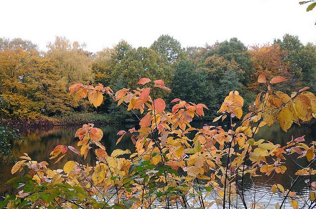 1326_1310 Naherholungsgebiet Bramfelder See im Herbst - das Laub der Bume und Strucher hat sich herbstlich gefrbt; die Laubbume stehen bis dicht ans Ufer.