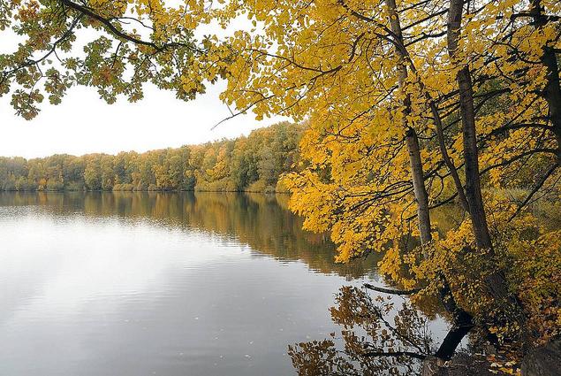 1355_1321 Herbstfarben am Grossen Bramfelder See - die Bume am Naherholungsgebieg in Hamburg Bramfeld sind herbstlich gefrbt; der Wald steht bis an das Ufer des Sees.