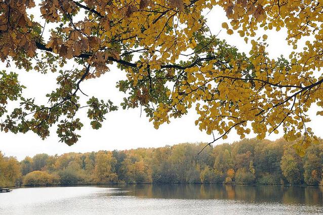 1364_1319 Herbstfarben am Grossen Bramfelder See - die Bume am Naherholungsgebiet in Hamburg Bramfeld sind herbstlich gefrbt; der Wald reicht bis an das Ufer des Sees. 