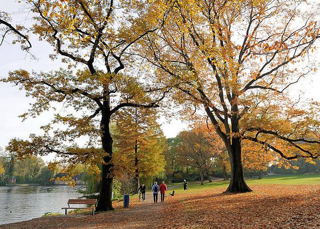 1379_0664 SpaziergngerInnen gehen in der Herbstsonne im Eichenpark in Hamburg Harvestehude spazieren. Am Ufer der Alster stehen Holzbnke auf denen sich die Spaziergnger ausruhen knnen; Herbstlaub liegt auf dem Alsterweg und der Wiese.