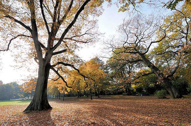 1389_0675  Die alten Eichen im Harvestehuder Eichenpark haben ihr Laub im Herbst abgeworfen, die gelben Blätter liegen auf der Wiese im Park - im Hintergrund Bäume mit Herbstblättern.