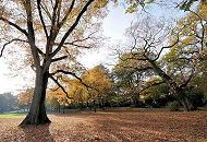 1389_0675  Die alten Eichen im Harvestehuder Eichenpark haben ihr Laub im Herbst abgeworfen, die gelben Bltter liegen auf der Wiese im Park - im Hintergrund Bume mit Herbstblttern.