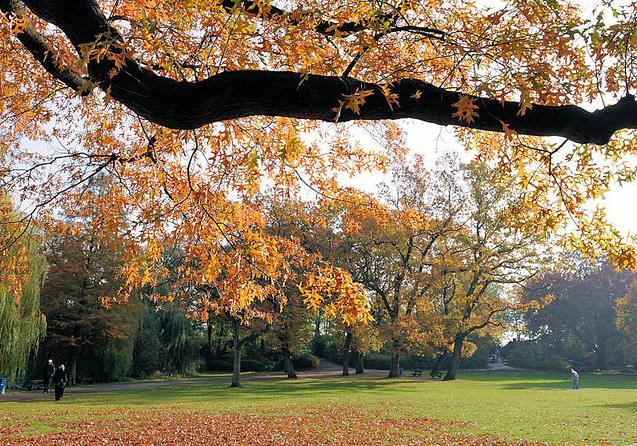 1399_0677 Dicker Ast mit Herbstlaub im Harvestehuder Eichenpark - Spaziergnger auf dem Parkweg, der an der Alster entlangfhrt; Laub liegt auf der Wiese.
