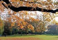 1399_0677  Dicker Ast mit Herbstlaub im Harvestehuder Eichenpark - Spaziergnger auf dem Parkweg, der an der Alster entlang fhrt; Laub liegt auf der Wiese.