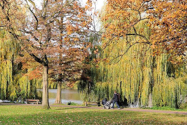 1423_0957 Wanderweg entlang der Hamburger Alster im Herbst - die meisten Laubbume tragen schon gelbes und braunes Laub oder haben ihre Bltter schon verloren. Die Weiden am Ufer der Alster in Hamburg Harvestehude sind noch dicht belaubt. Ein Prchen mit Kinderwagen gehen in der Nachmittagssonne spazieren. 