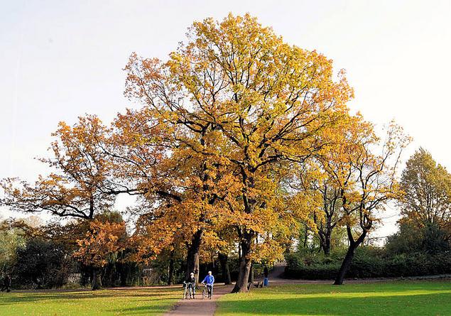 1423_0957 Die Bltter der alten Eichen im Harvestehuder Eichenpark sind herbstlich gefrbt und werfen ihr Laub ab. Zwei SpaziergngerInnen kommen von der Aussenalster - sie schieben ihr Fahrrad auf den Weg durch die Grnanlage. 