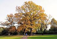 1423_0957  Die Bltter der alten Eichen im Harvestehuder Eichenpark sind herbstlich gefrbt und werfen ihr Laub ab. Zwei SpaziergngerInnen kommen von der Aussenalster - sie schieben ihr Fahrrad auf den Weg durch die Grnanlage.