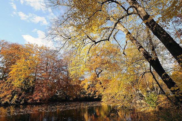 1469_1299 Laub schwimmt im Teich beim Hohenbuchenpark - Bume mit herbstlich gefrbtem Laum stehen am Rande des Wassers.