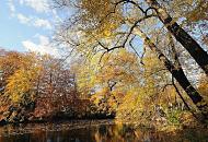 1469_1299  Laub schwimmt im Teich beim Hohenbuchenpark - Bume mit herbstlich gefrbtem Laum stehen am Rande des Wassers. 