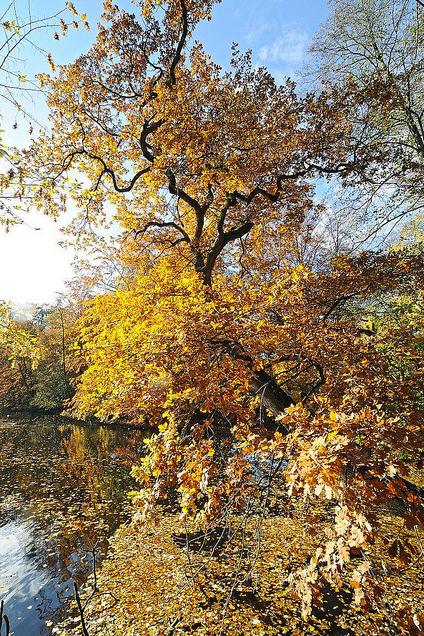 1483_1606  Ein dicker Eichenast ragt über das Wasser eines Teichs am Hohenbuchenpark - die Blätter des Laubbaumes sind gelb und braun gefärbt. Herbst im Hamburger Stadtteil Poppenbüttel. 