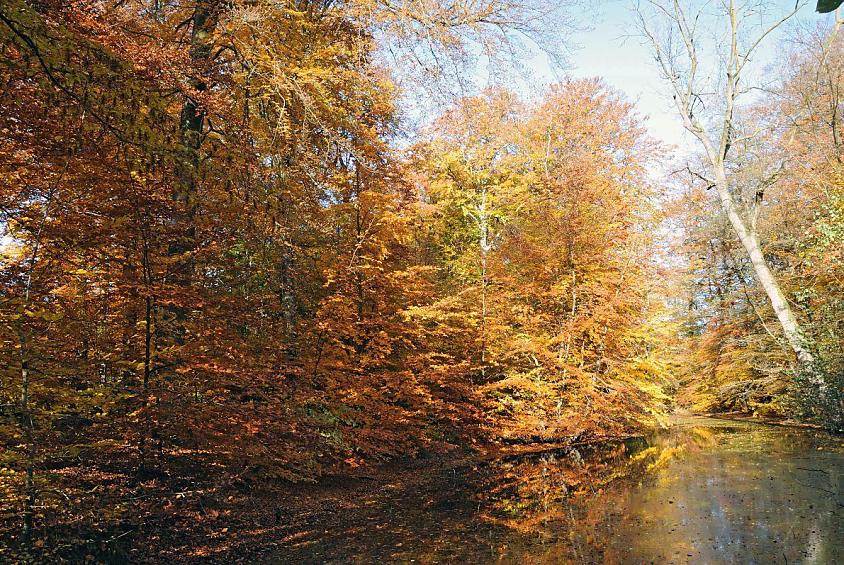 1483_1606 Herbstfarben im Poppenbttler Park Hohenbuchen - Laubbume mit herbstlich gefrbten Blttern stehen am Ufer eines Teichs, sie spiegeln sich im Wasser.