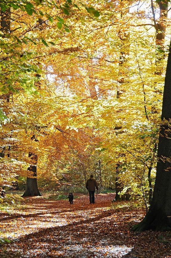 1483_1606 Ein Mann geht mit seinem Hund durch das Herbstlaub, das den Boden des Waldes bedeckt. Die Herbstsonne scheint durch das Laub der herbstlichen Bume.
