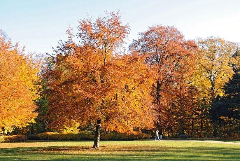 1506_1623  Die Bäume im Hohenbuchenpark erstrahlen in Herbstfarben in der Sonne - Spaziergänger geniessen den sonnigen Herbstnachmittag und gehen auf dem Weg unter den Herbstbäumen. 