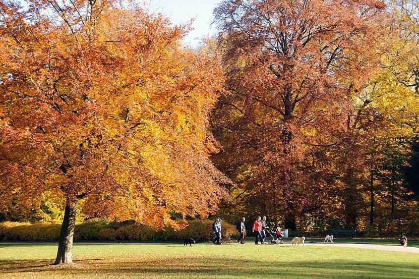 1517_1627 SpaziergngerInnen mit Hunden und Kinderkarre auf einem Weg im Poppenbttler Park Hohenbuchen - die Besucher des Naherholungsgebiets gehen auf einem Weg unter den hohen in herbstlicher Farbpracht eingefrbten Laubbumen.