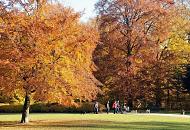 1517_1627 SpaziergngerInnen mit Hunden und Kinderkarre auf einem Weg im Poppenbttler Park Hohenbuchen - die Besucher des Naherholungsgebiets gehen auf einem Weg unter den hohen in herbstlicher Farbpracht eingefrbten Laubbumen.