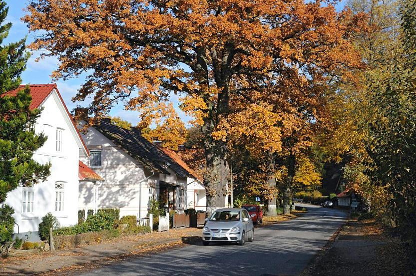 1531_1574 Strassenbume mit Herbstlaub in der Poppenbttler Hauptstrasse - Wohnhuser am Strassenrand; Laub liegt auf dem Gehweg.