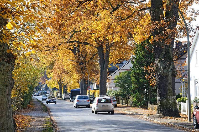 1540_1579 Sonnendurchflutete Herbstbume am Strassenrand in Hamburg Poppenbttel - das Laub der Eichen und Linden am Strassenrand ist herbstlich gefrbt.