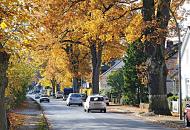 1540_1579  Sonnendurchflutete Herbstbume am Strassenrand in Hamburg Poppenbttel - das Laub der Eichen und Linden am Strassenrand ist herbstlich gefrbt.